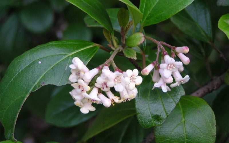 Viburnum Species: Enhancing Florida Landscapes and Supporting Wildlife