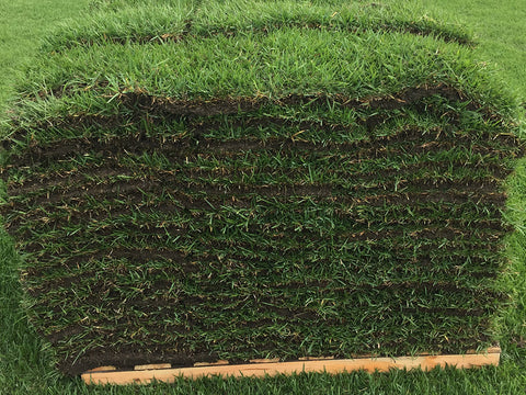 Zoysia Sod - 400 Square feet