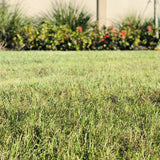 Bahia Sod Pallet - 400 Sq. Ft - Low Maintenance Drought Tolerant Grass For Central Florida