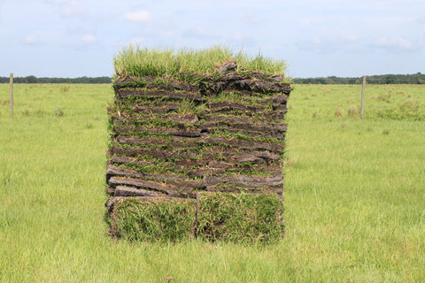 Bahia Sod Pallet - 400 Sq. Ft - Low Maintenance Drought Tolerant Grass For Central Florida