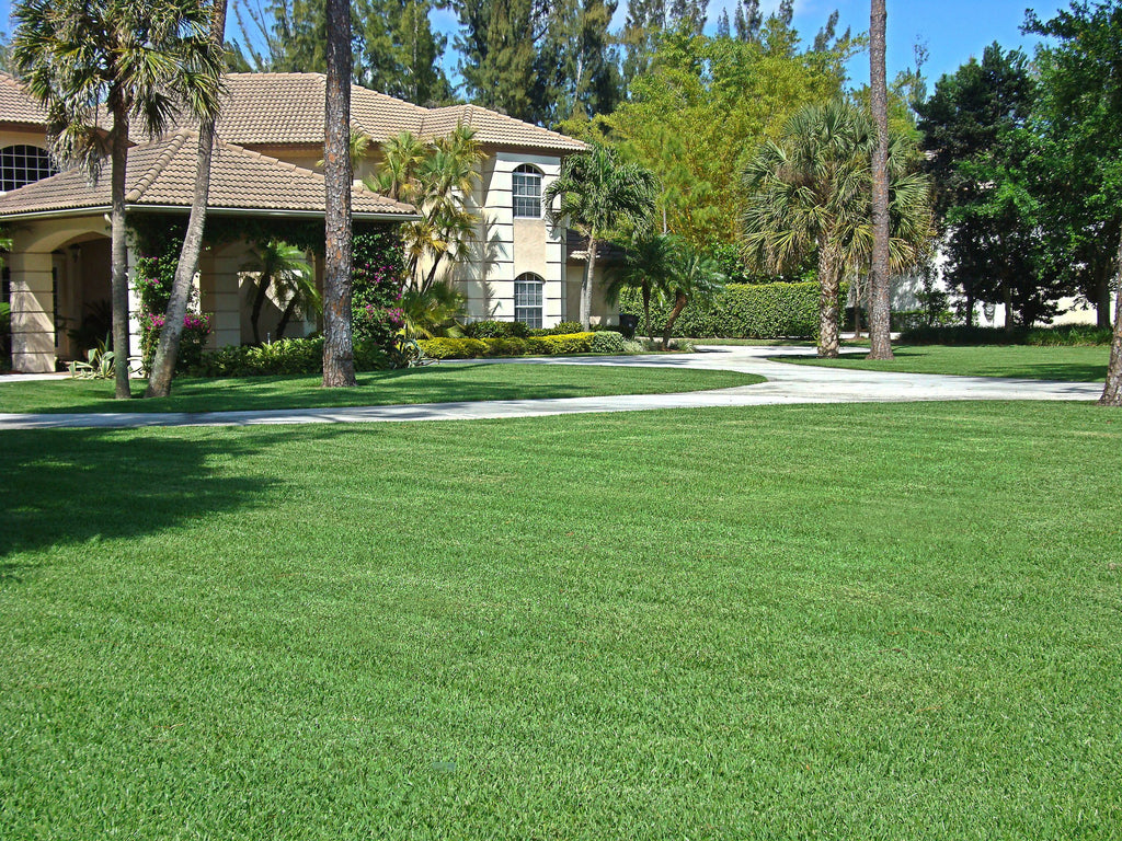 Floratam St. Augustine Sod - 400 Square Foot Pallet – Wekiva Farms