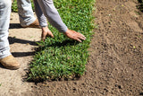 Floratam St. Augustine Sod - 400 Square Foot Pallet